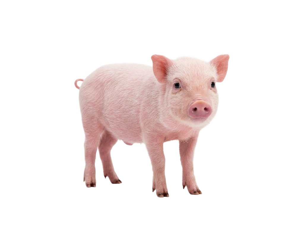 cerdo vivo venta San gabriel