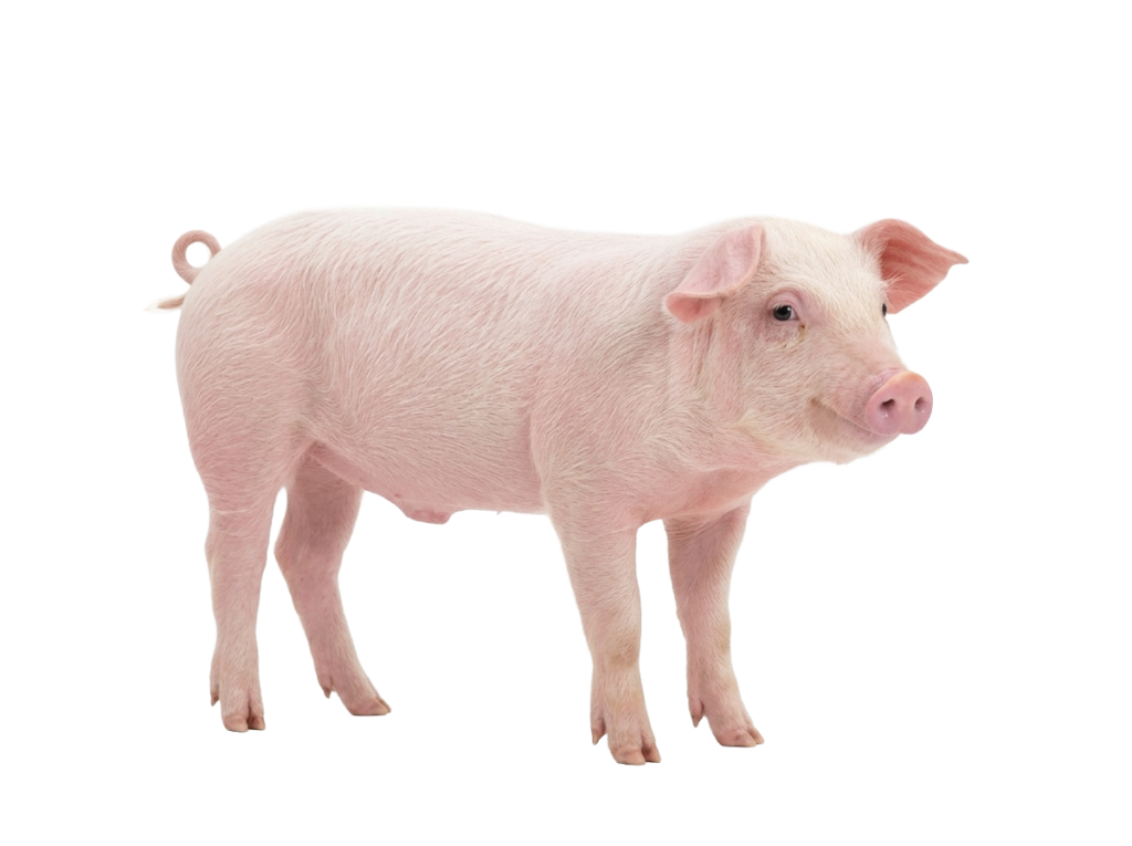 Cerdo semi adulto vivo venta- San Gabriel