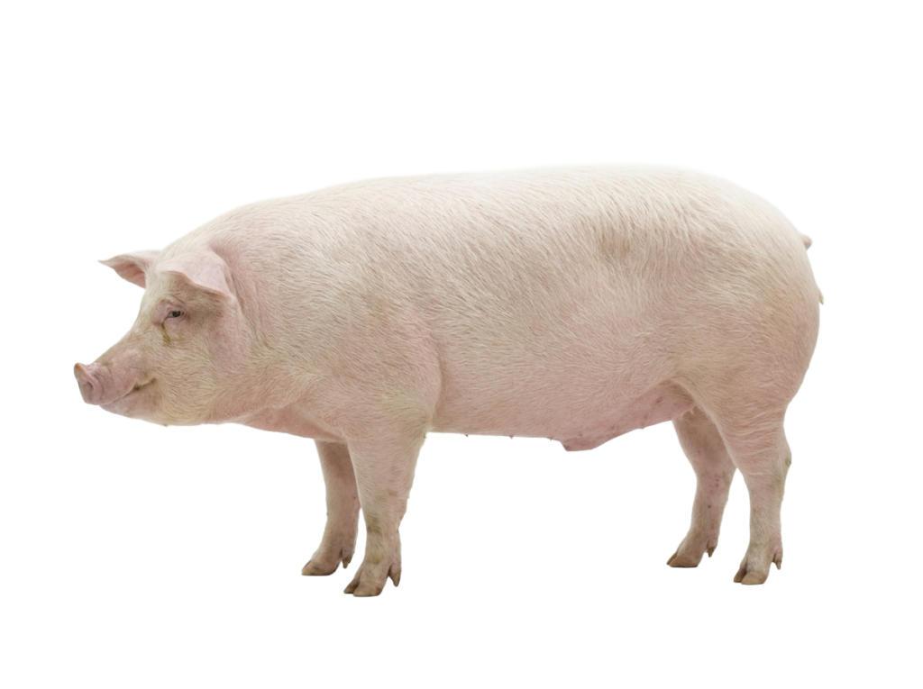 Cerdo adulto beneficiado venta- San Gabriel