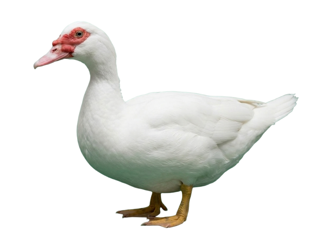 Venta de pato adulto vivo San Gabriel