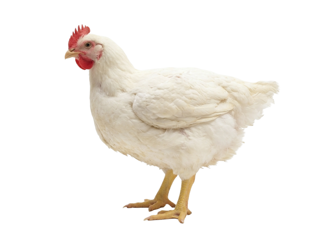 venta de pollo adulto san gabriel